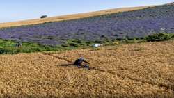 ‏۱۴۲‏‎ ‎درصد افزایش کشت گیاهان دارویی در برنامه هفتم توسعه خراسان‌شمالی